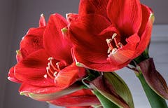 A pair of striped red amaryllis blossoms