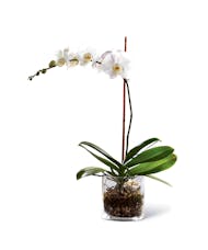 White Orchid Planter