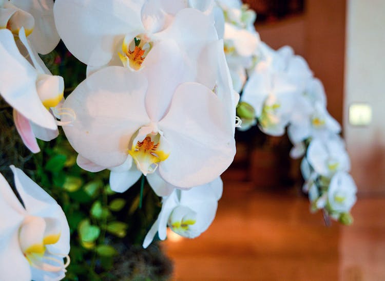 White orchids in an office setting